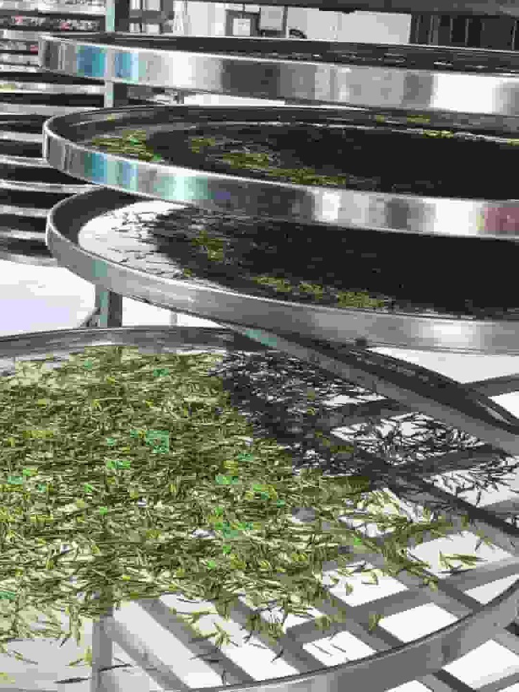 老班章普洱生茶品鉴霸气与回甘