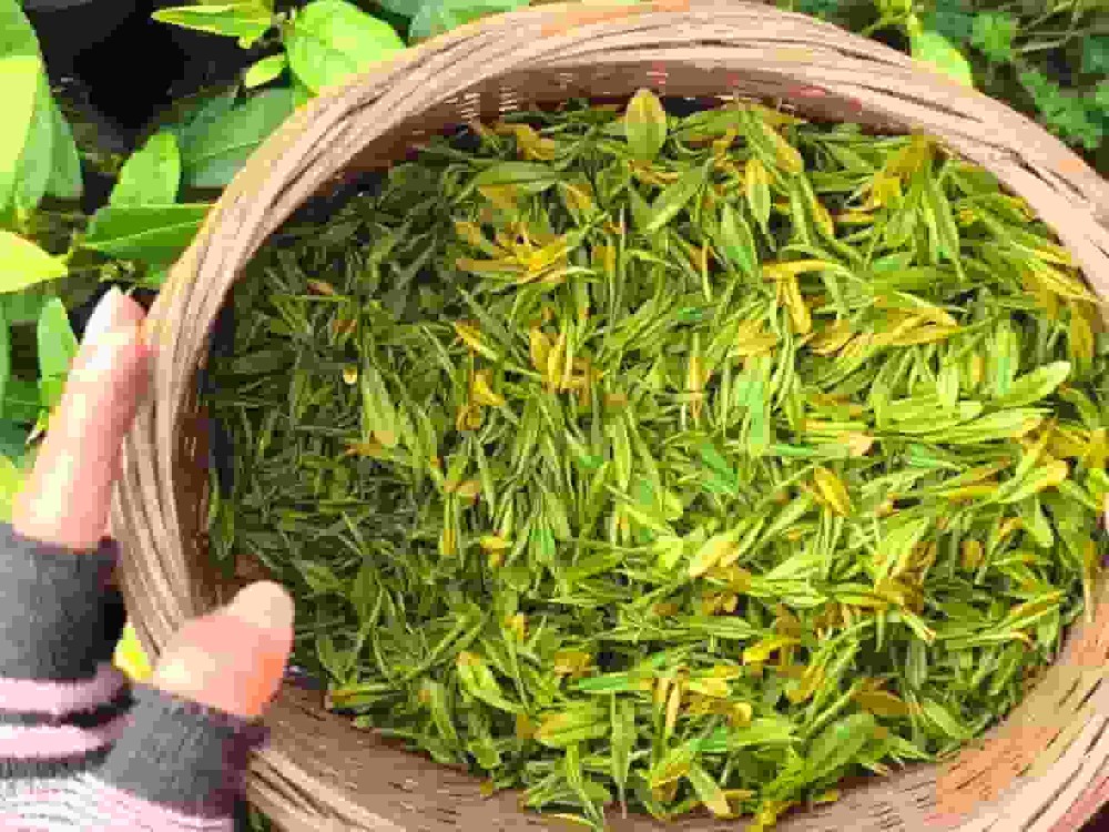 福鼎白茶核心产区磻溪镇的高山白毫