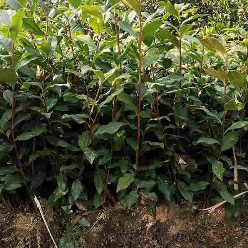 黄山毛峰核心产区富溪与漕溪的茶韵